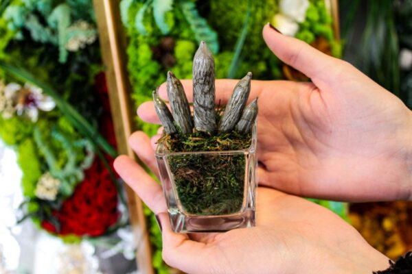 Sanseveria Cilindrica Glass - immagine 6