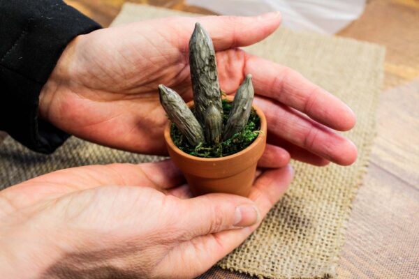 Cylindrical Sanseveria - Image 6