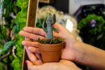Cactus - Image 7