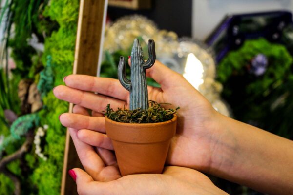 Cactus - Image 7