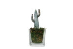 Cactus Glass