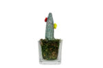 Cactus Small Glass