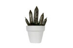 Sanseveria Cilindrica Murano