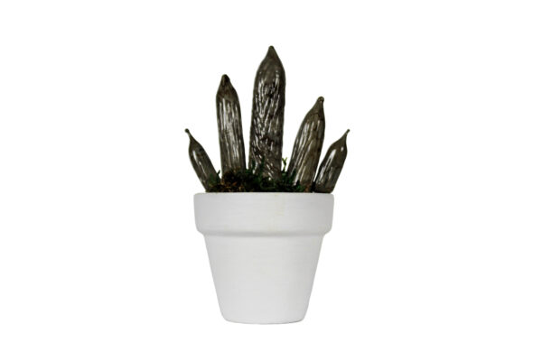 Sanseveria Cilindrica Murano - immagine 1