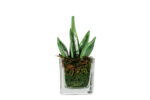 Sanseveria Glass