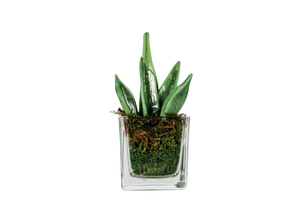 Sanseveria Glass - Image 1