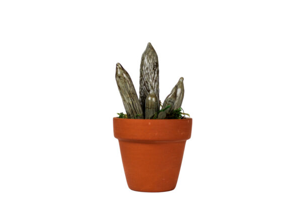 Cylindrical Sanseveria - Image 1