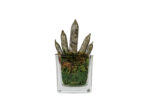 Sanseveria Cilindrica Glass