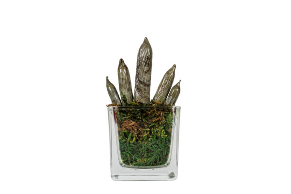 Sanseveria Cilindrica Glass - immagine 1
