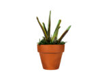 Variegated Sanseveria