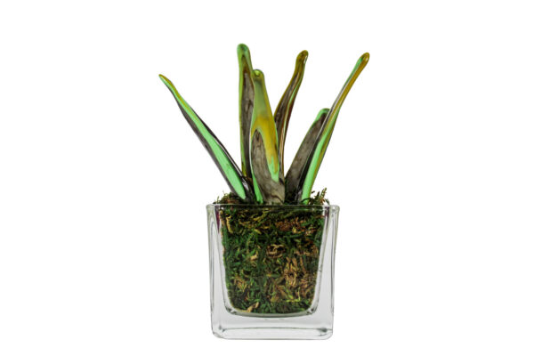 Sanseveria Variegata Glass - immagine 1