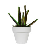 Sanseveria Variegata Murano