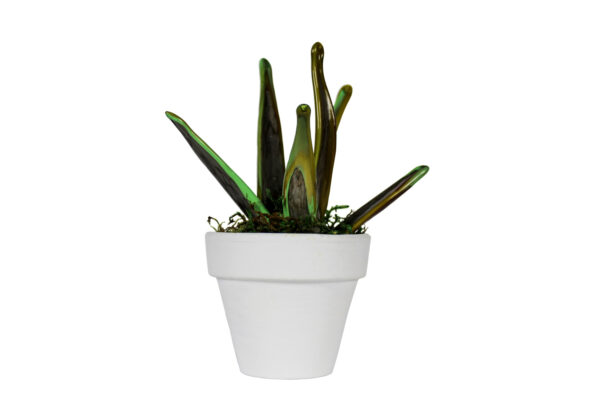 Variegated Sanseveria Murano - Image 1